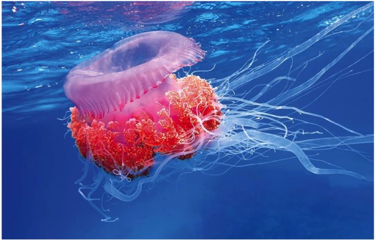 Jellyfish: Cost-Effective Data Tiering for Uber’s Largest Storage System