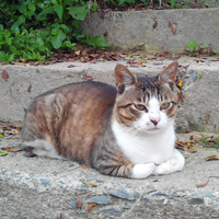 Cat (original)