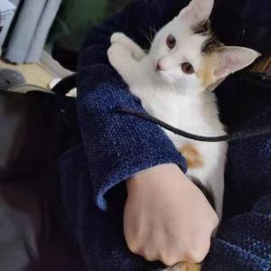 TinsFox