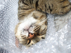 containers/bubblewrap cover